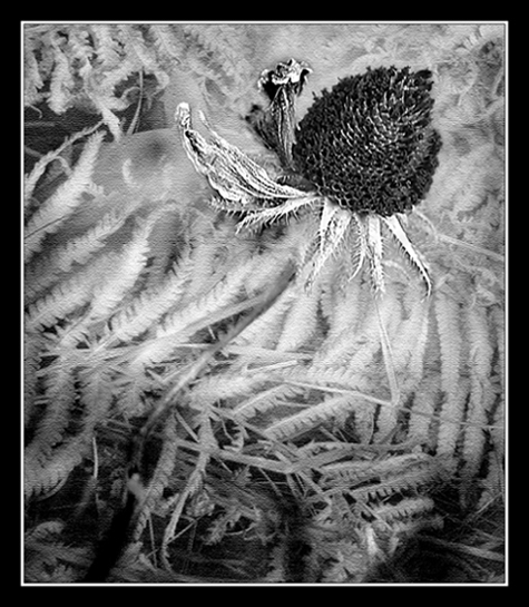 Kliknij na zdjęcie, żeby zobaczyć w pełnych wymiarach