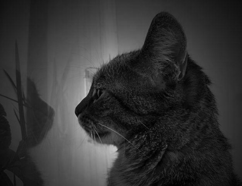 Kliknij na zdjęcie, żeby zobaczyć w pełnych wymiarach