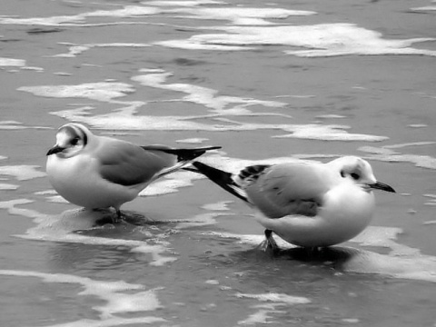 Kliknij na zdjęcie, żeby zobaczyć w pełnych wymiarach