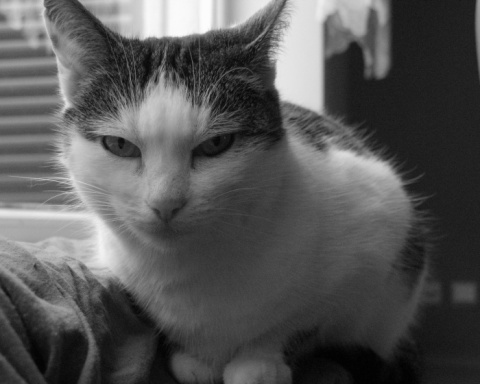 Kliknij na zdjęcie, żeby zobaczyć w pełnych wymiarach