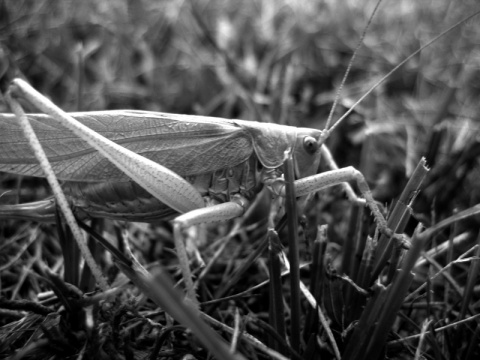 Kliknij na zdjęcie, żeby zobaczyć w pełnych wymiarach