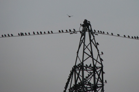Kliknij na zdjęcie, żeby zobaczyć w pełnych wymiarach