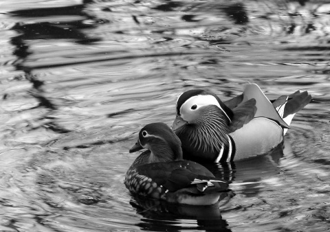 Kliknij na zdjęcie, żeby zobaczyć w pełnych wymiarach