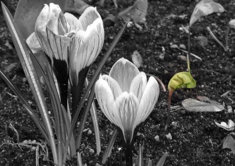 Kliknij na zdjęcie, żeby zobaczyć w pełnych wymiarach