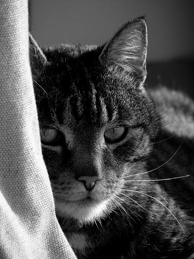 Kliknij na zdjęcie, żeby zobaczyć w pełnych wymiarach