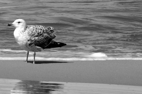 Kliknij na zdjęcie, żeby zobaczyć w pełnych wymiarach