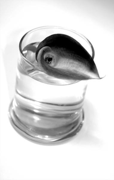 Kliknij na zdjęcie, żeby zobaczyć w pełnych wymiarach