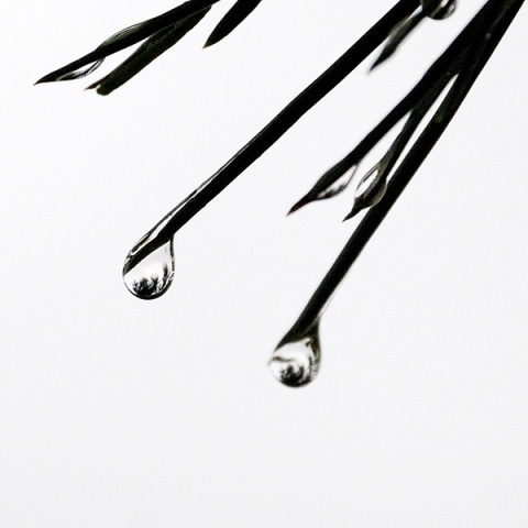 Kliknij na zdjęcie, żeby zobaczyć w pełnych wymiarach