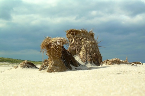 Kliknij na zdjęcie, żeby zobaczyć w pełnych wymiarach