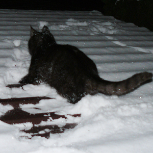 Kliknij na zdjęcie, żeby zobaczyć w pełnych wymiarach