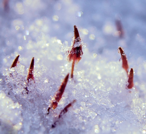 Kliknij na zdjęcie, żeby zobaczyć w pełnych wymiarach