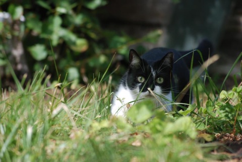 Kliknij na zdjęcie, żeby zobaczyć w pełnych wymiarach