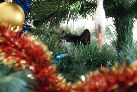 Kliknij na zdjęcie, żeby zobaczyć w pełnych wymiarach