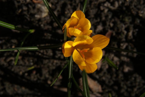 Kliknij na zdjęcie, żeby zobaczyć w pełnych wymiarach