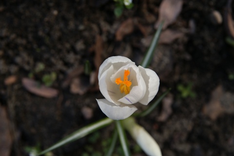 Kliknij na zdjęcie, żeby zobaczyć w pełnych wymiarach