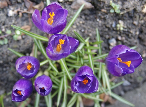 Kliknij na zdjęcie, żeby zobaczyć w pełnych wymiarach