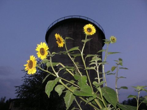 Kliknij na zdjęcie, żeby zobaczyć w pełnych wymiarach