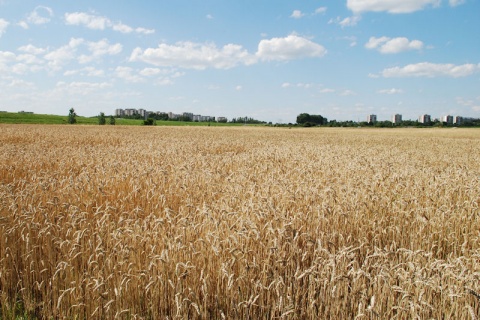Kliknij na zdjęcie, żeby zobaczyć w pełnych wymiarach