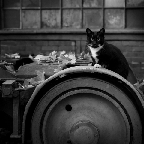 Kliknij na zdjęcie, żeby zobaczyć w pełnych wymiarach