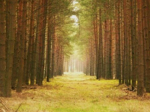 Kliknij na zdjęcie, żeby zobaczyć w pełnych wymiarach