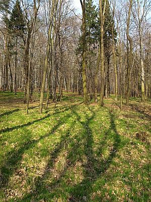 Kliknij na zdjęcie, żeby zobaczyć w pełnych wymiarach