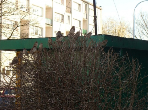 Kliknij na zdjęcie, żeby zobaczyć w pełnych wymiarach