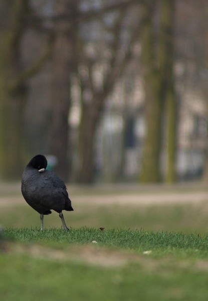 Kliknij na zdjęcie, żeby zobaczyć w pełnych wymiarach