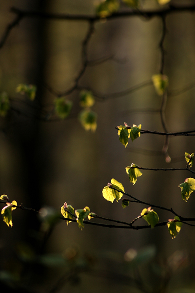 Kliknij na zdjęcie, żeby zobaczyć w pełnych wymiarach