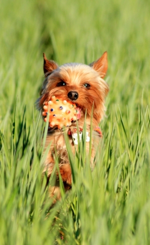 Kliknij na zdjęcie, żeby zobaczyć w pełnych wymiarach