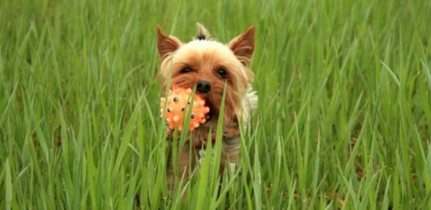 Kliknij na zdjęcie, żeby zobaczyć w pełnych wymiarach