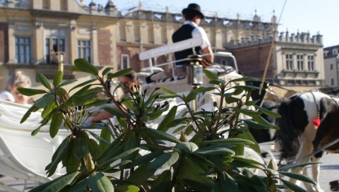 Kliknij na zdjęcie, żeby zobaczyć w pełnych wymiarach