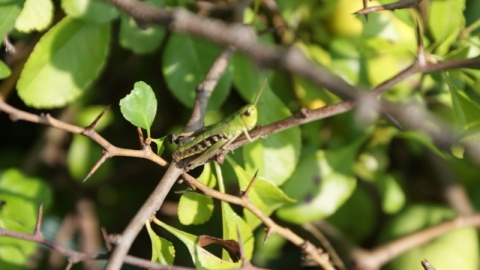 Kliknij na zdjęcie, żeby zobaczyć w pełnych wymiarach