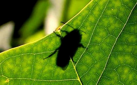 Kliknij na zdjęcie, żeby zobaczyć w pełnych wymiarach