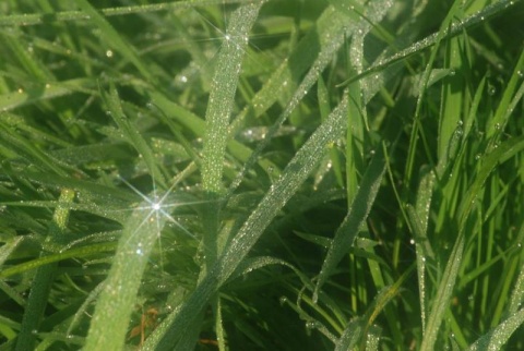 Kliknij na zdjęcie, żeby zobaczyć w pełnych wymiarach