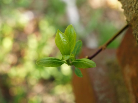Kliknij na zdjęcie, żeby zobaczyć w pełnych wymiarach