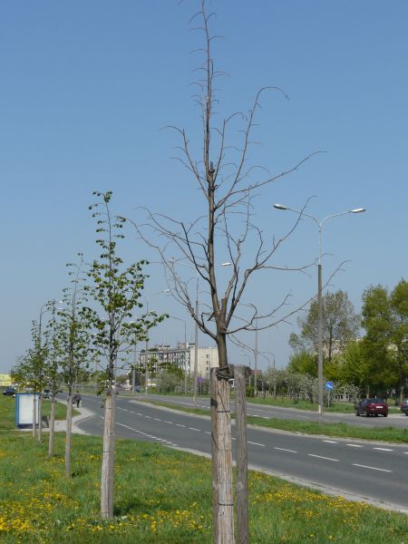 Kliknij na zdjęcie, żeby zobaczyć w pełnych wymiarach