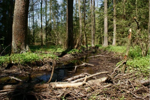 Kliknij na zdjęcie, żeby zobaczyć w pełnych wymiarach