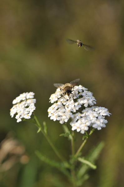 Kliknij na zdjęcie, żeby zobaczyć w pełnych wymiarach