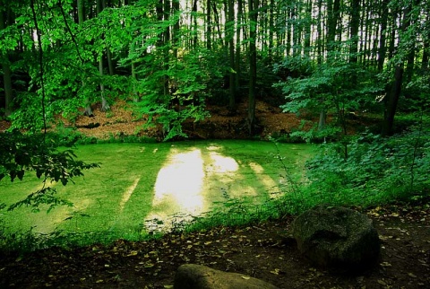 Kliknij na zdjęcie, żeby zobaczyć w pełnych wymiarach