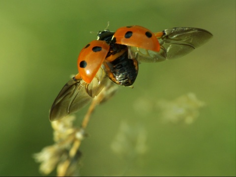 Kliknij na zdjęcie, żeby zobaczyć w pełnych wymiarach