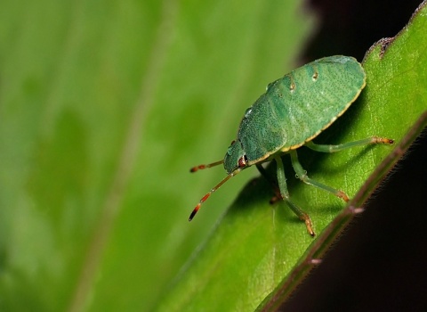 Kliknij na zdjęcie, żeby zobaczyć w pełnych wymiarach