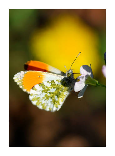 Kliknij na zdjęcie, żeby zobaczyć w pełnych wymiarach