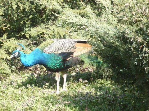 Kliknij na zdjęcie, żeby zobaczyć w pełnych wymiarach