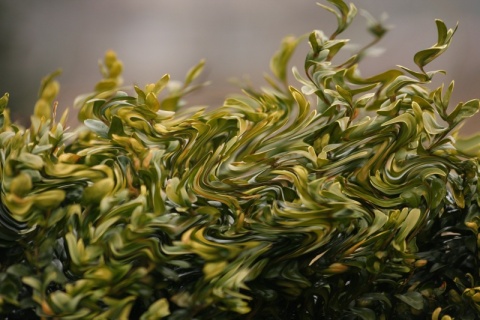 Kliknij na zdjęcie, żeby zobaczyć w pełnych wymiarach