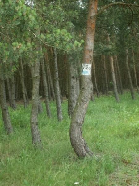 Kliknij na zdjęcie, żeby zobaczyć w pełnych wymiarach