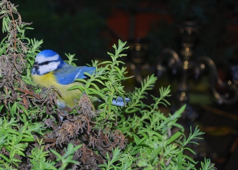 Kliknij na zdjęcie, żeby zobaczyć w pełnych wymiarach