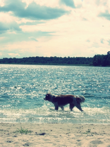 Kliknij na zdjęcie, żeby zobaczyć w pełnych wymiarach