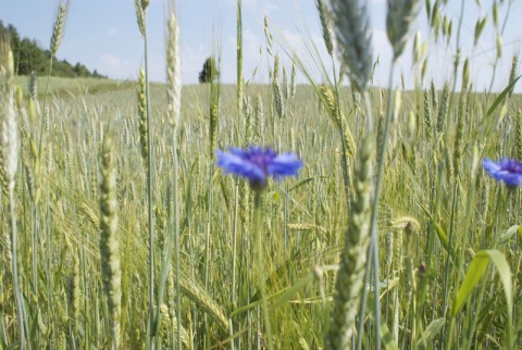 Kliknij na zdjęcie, żeby zobaczyć w pełnych wymiarach