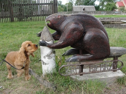 Kliknij na zdjęcie, żeby zobaczyć w pełnych wymiarach