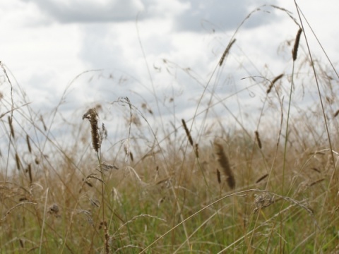 Kliknij na zdjęcie, żeby zobaczyć w pełnych wymiarach